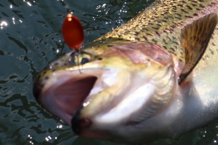 小菅トラウトガーデン 釣果