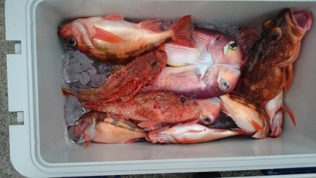 大進丸(新潟) 釣果