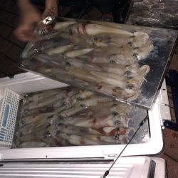 幸風（さちかぜ） 釣果