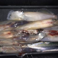 幸風（さちかぜ） 釣果