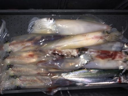 幸風（さちかぜ） 釣果