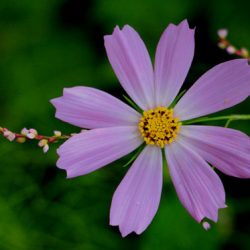 小菅トラウトガーデン 釣果