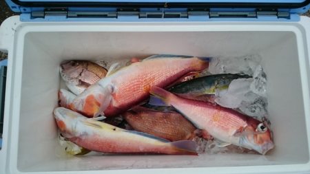 大進丸(新潟) 釣果