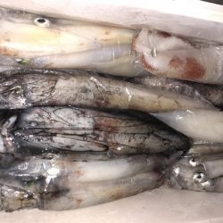 幸風（さちかぜ） 釣果