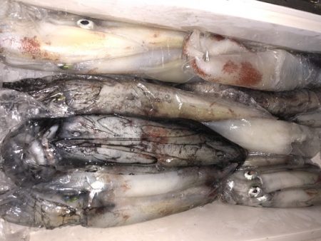 幸風（さちかぜ） 釣果