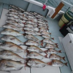 遊漁船 幸友丸 釣果