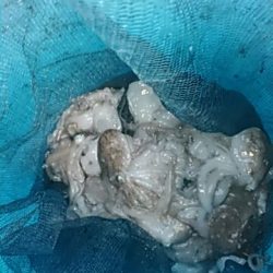 フィッシングガイド りょう 釣果