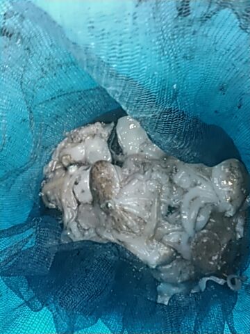 フィッシングガイド りょう 釣果