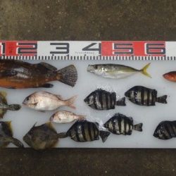 のとじま臨海公園海づりセンター 釣果