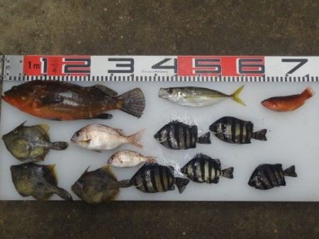 のとじま臨海公園海づりセンター 釣果