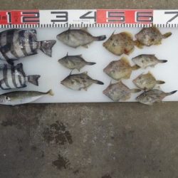 のとじま臨海公園海づりセンター 釣果