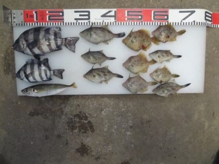 のとじま臨海公園海づりセンター 釣果