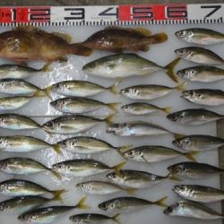 のとじま臨海公園海づりセンター 釣果