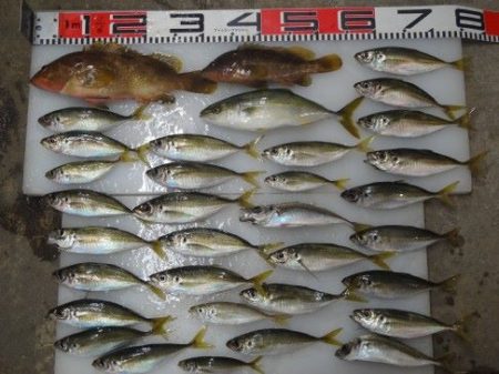 のとじま臨海公園海づりセンター 釣果