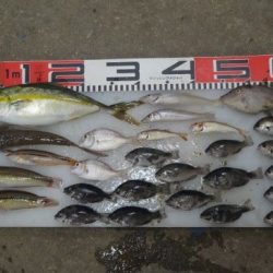 のとじま臨海公園海づりセンター 釣果