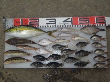 のとじま臨海公園海づりセンター 釣果