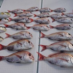 フィッシングボートACE(エース) 釣果