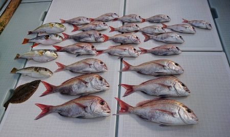 フィッシングボートACE(エース) 釣果