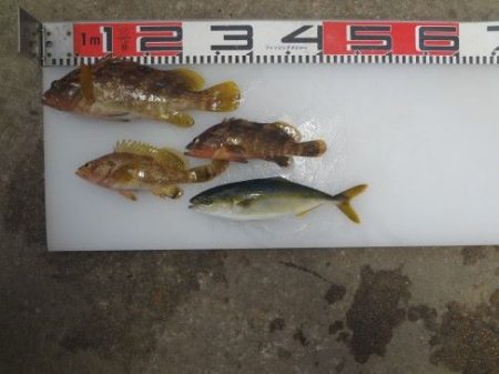 のとじま臨海公園海づりセンター 釣果