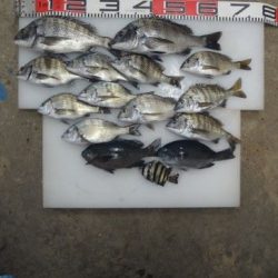 のとじま臨海公園海づりセンター 釣果