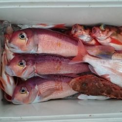 大進丸(新潟) 釣果