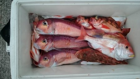 大進丸（新潟） 釣果