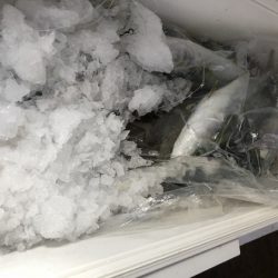 幸風（さちかぜ） 釣果