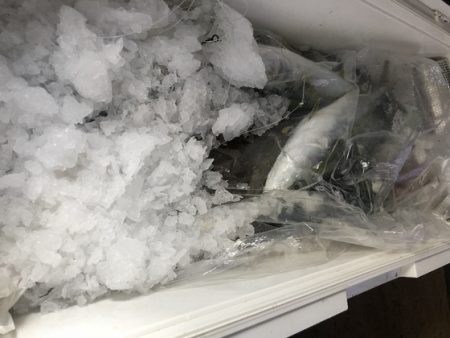 幸風（さちかぜ） 釣果