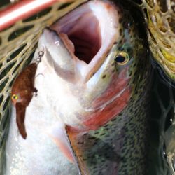 小菅トラウトガーデン 釣果