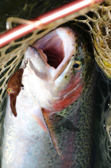 小菅トラウトガーデン 釣果