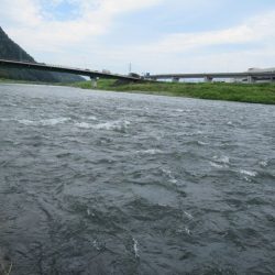 狩野川(狩野川漁業協同組合) 釣果