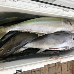 幸風（さちかぜ） 釣果