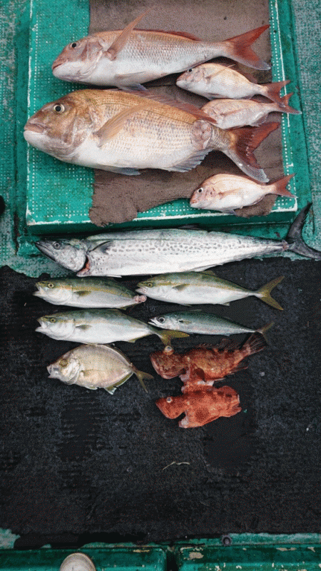 清和丸 釣果