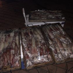 幸風（さちかぜ） 釣果