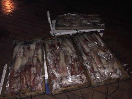 幸風（さちかぜ） 釣果