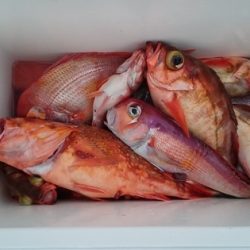 大進丸(新潟) 釣果