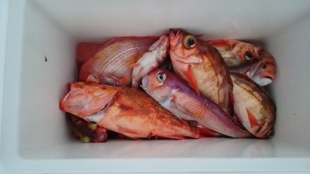 大進丸(新潟) 釣果