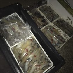 寿裕 （YOSHIHIRO） 釣果