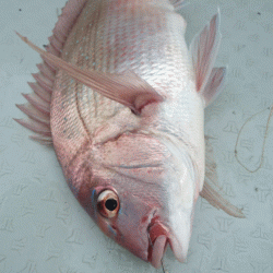 遊漁船ブルーウッズ 釣果