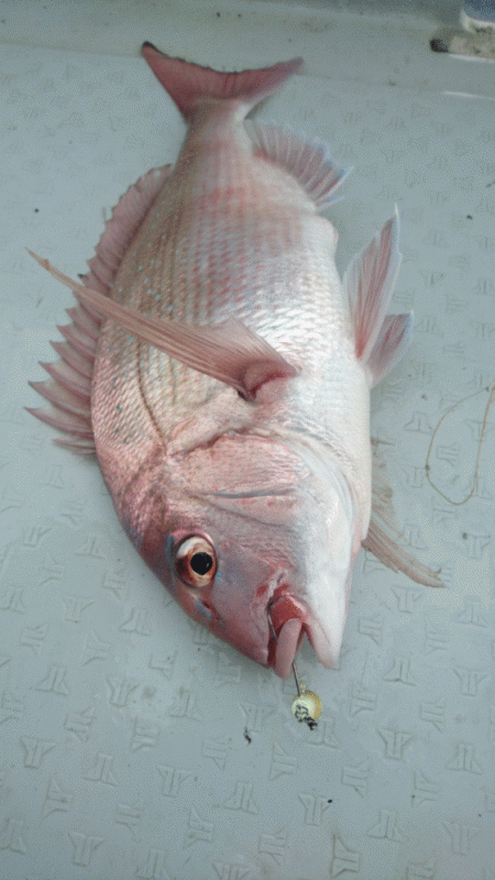 遊漁船ブルーウッズ 釣果