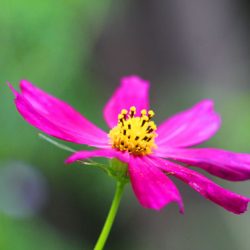 小菅トラウトガーデン 釣果