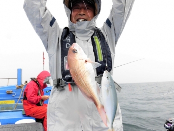 鯛紅丸 釣果