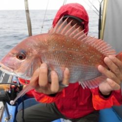 鯛紅丸 釣果