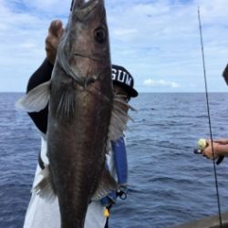 鯛紅丸 釣果