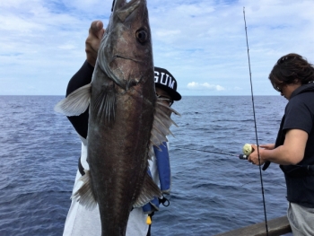 鯛紅丸 釣果