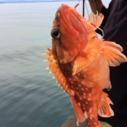 鯛紅丸 釣果
