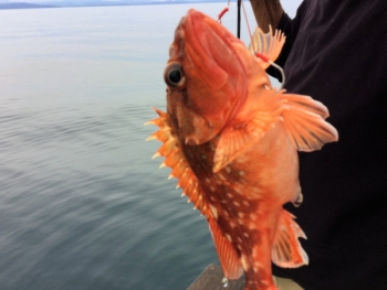 鯛紅丸 釣果