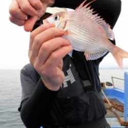 鯛紅丸 釣果