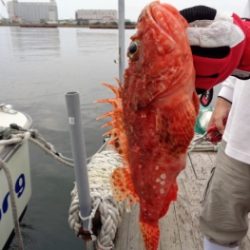 鯛紅丸 釣果