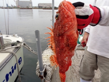 鯛紅丸 釣果